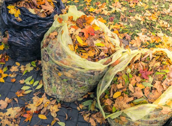 Yard Cleanup Service in Valrico