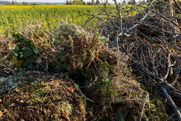 Cost of Brush Disposal in Valrico
