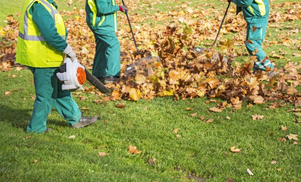 Leaf Maintenance in Valrico