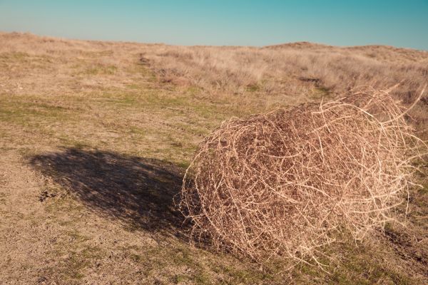 Tumbleweed Removal in Valrico