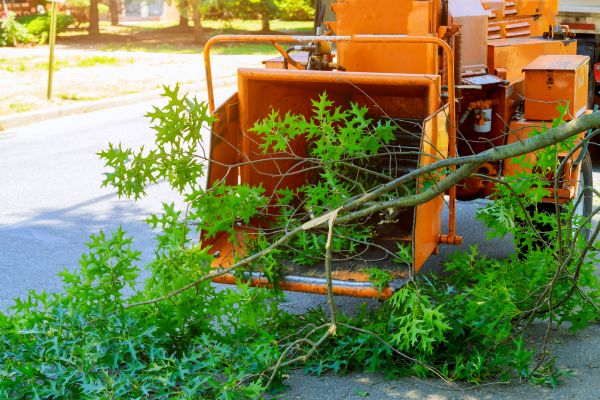 Cost of Tree Branches Removal in Valrico