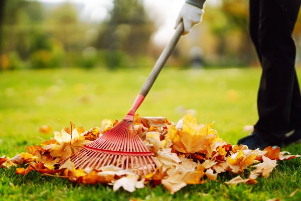 Ditch Leaf Removal in Valrico