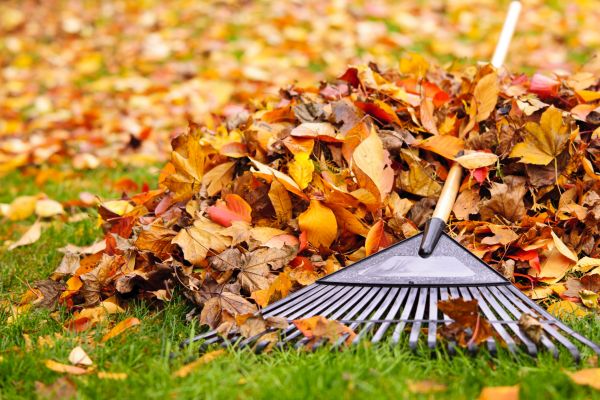 Yard Leaf Removal in Valrico