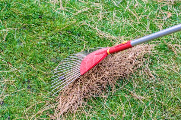 Pine Straw Raking in Valrico