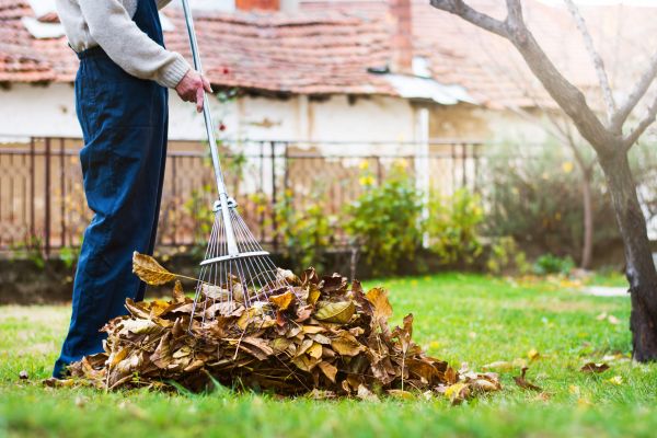 Fall Yard Cleanup Service in Valrico