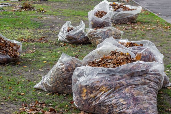 Leaf Pile Disposal in Valrico